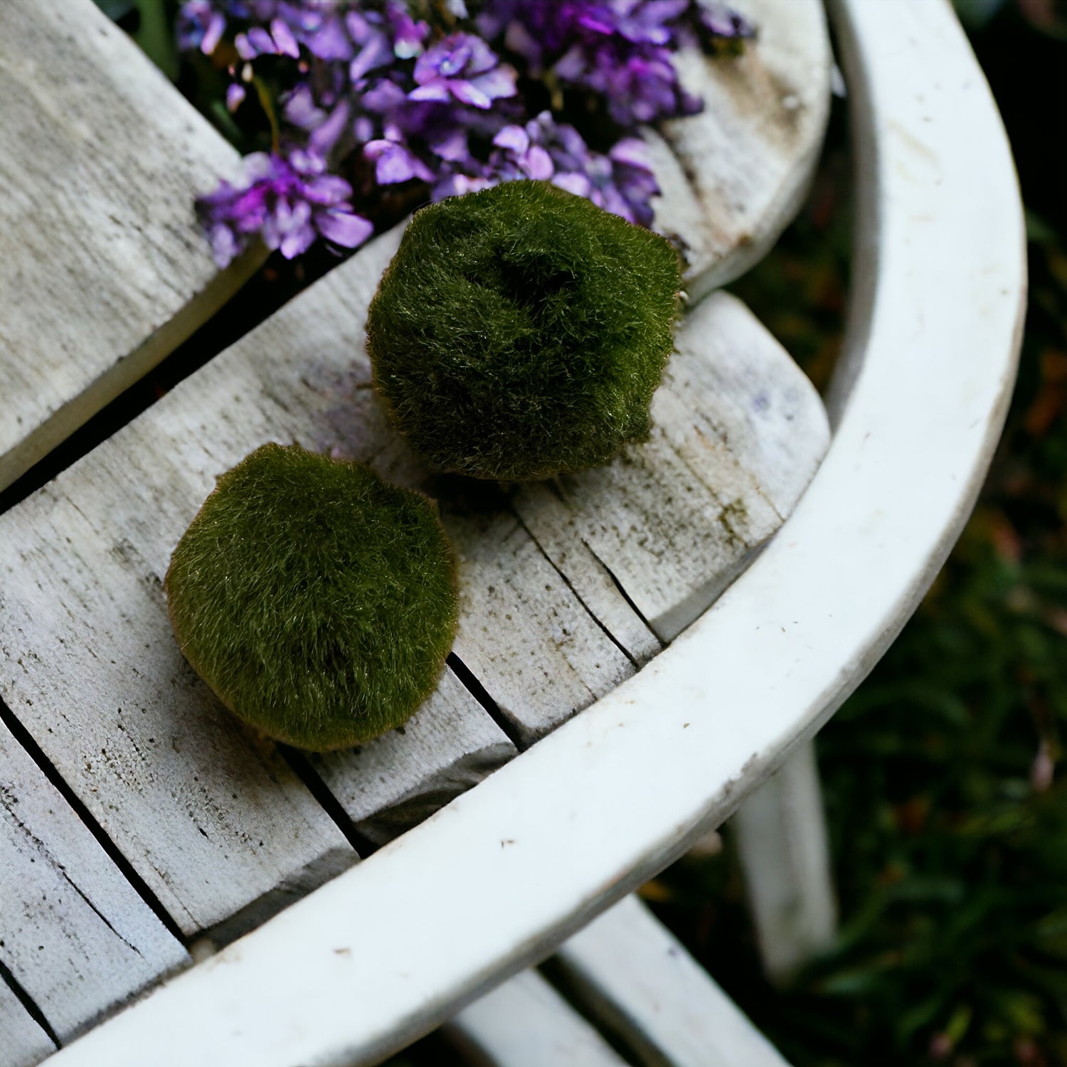 Marimo Moss Balls