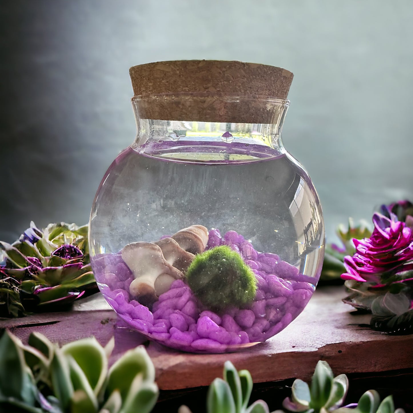 Forbidden Love Marimo Moss Ball kit