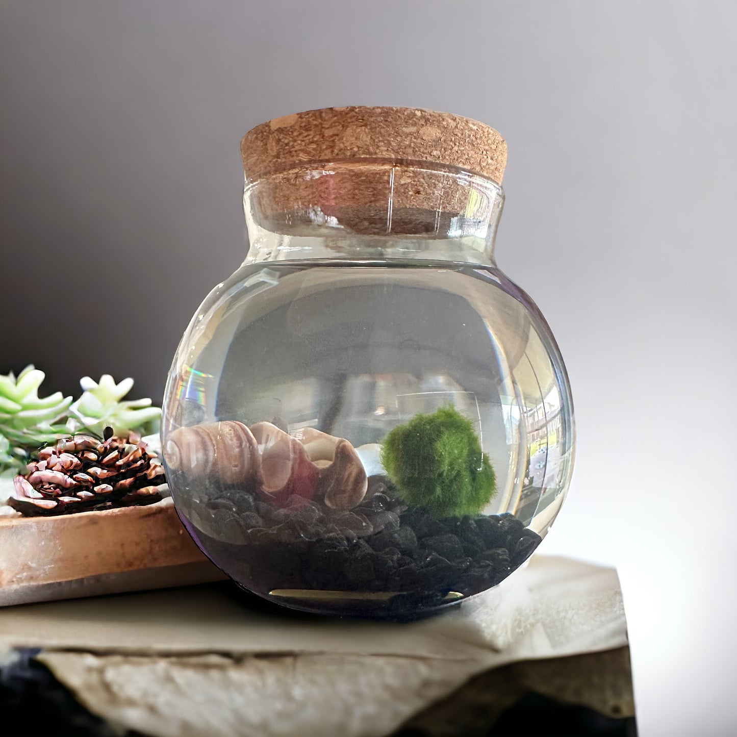 Forbidden Love Marimo Moss Ball kit