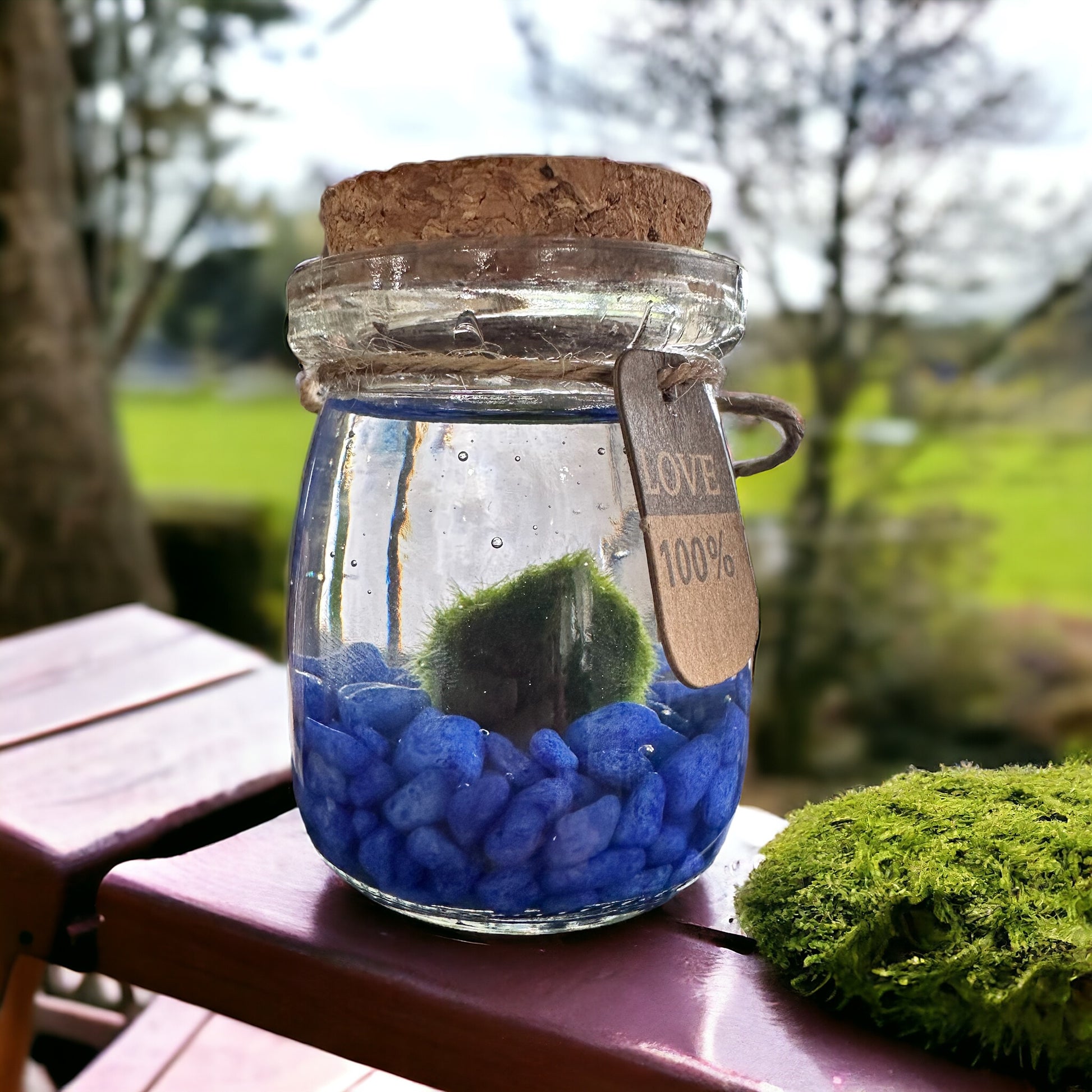 100% Love Marimo Moss Ball Kit