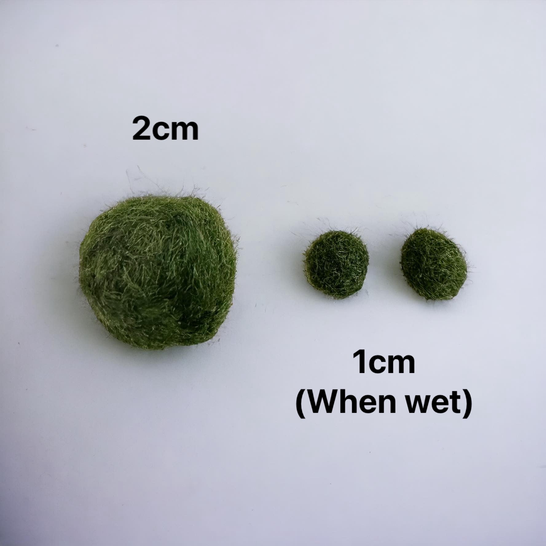 Additional individual Marimo Moss Ball (1 piece)